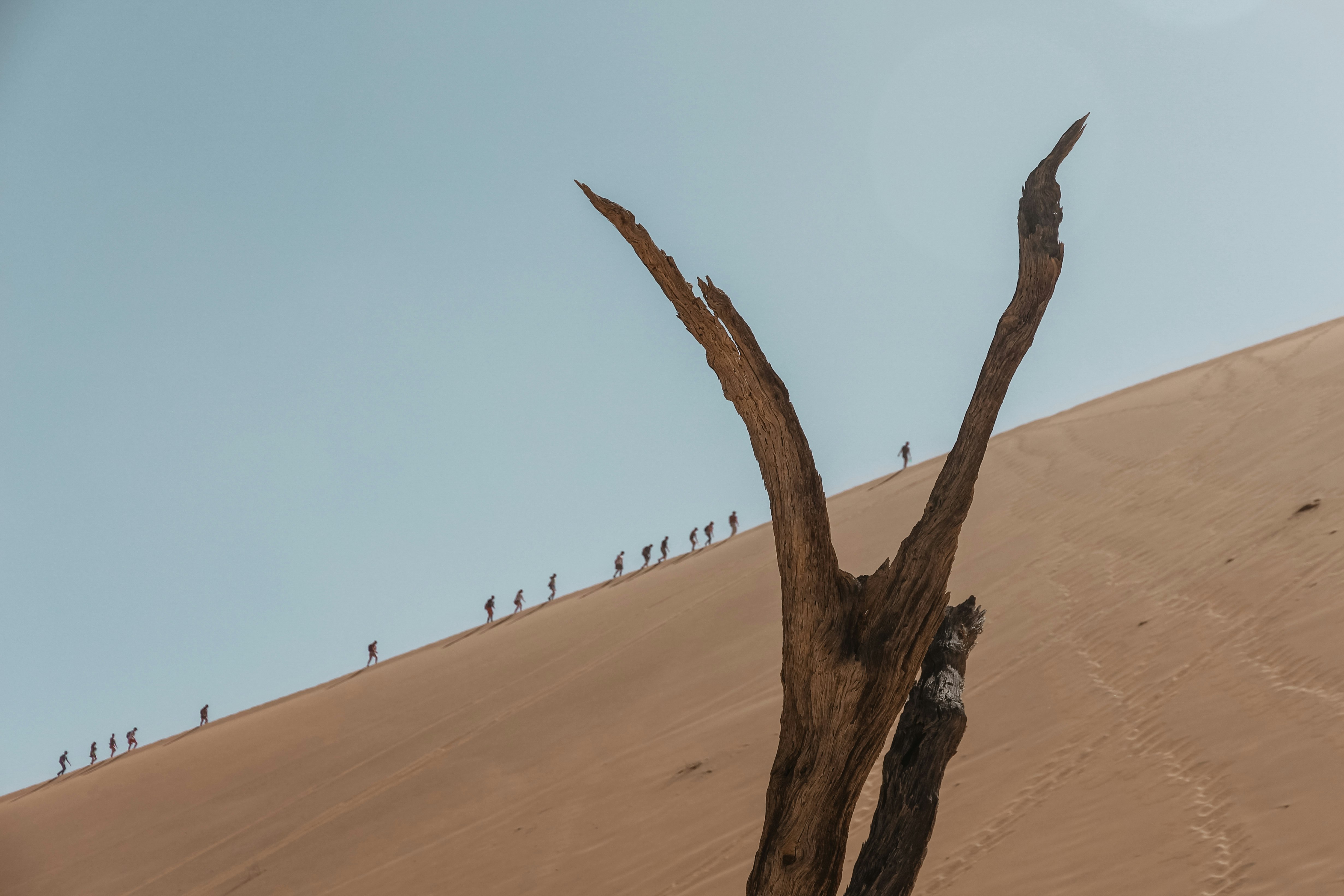 group of person walking on sand